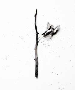 Edin Mustafic Fotografie, Serie Temporality: Künstlerische Auseinandersetzung mit Zeit und Vergänglichkeit, [hier kurz das zentrale Motiv ergänzen, z.B.: verschwimmende Konturen].