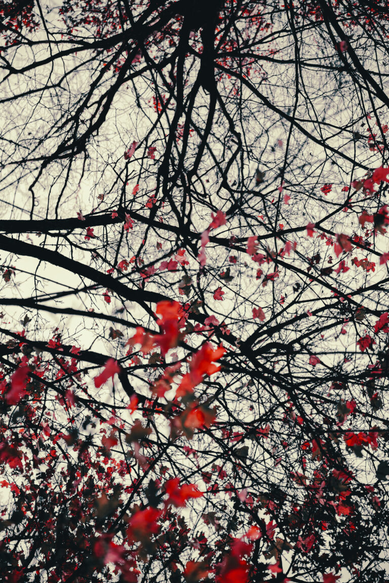 Fotografie Tree of Life von Edin Mustafic: Grafische Dekonstruktion eines Baumes, tiefschwarzes Astgeflecht und rote Blätter vor warmem, gelblichem Hintergrund.