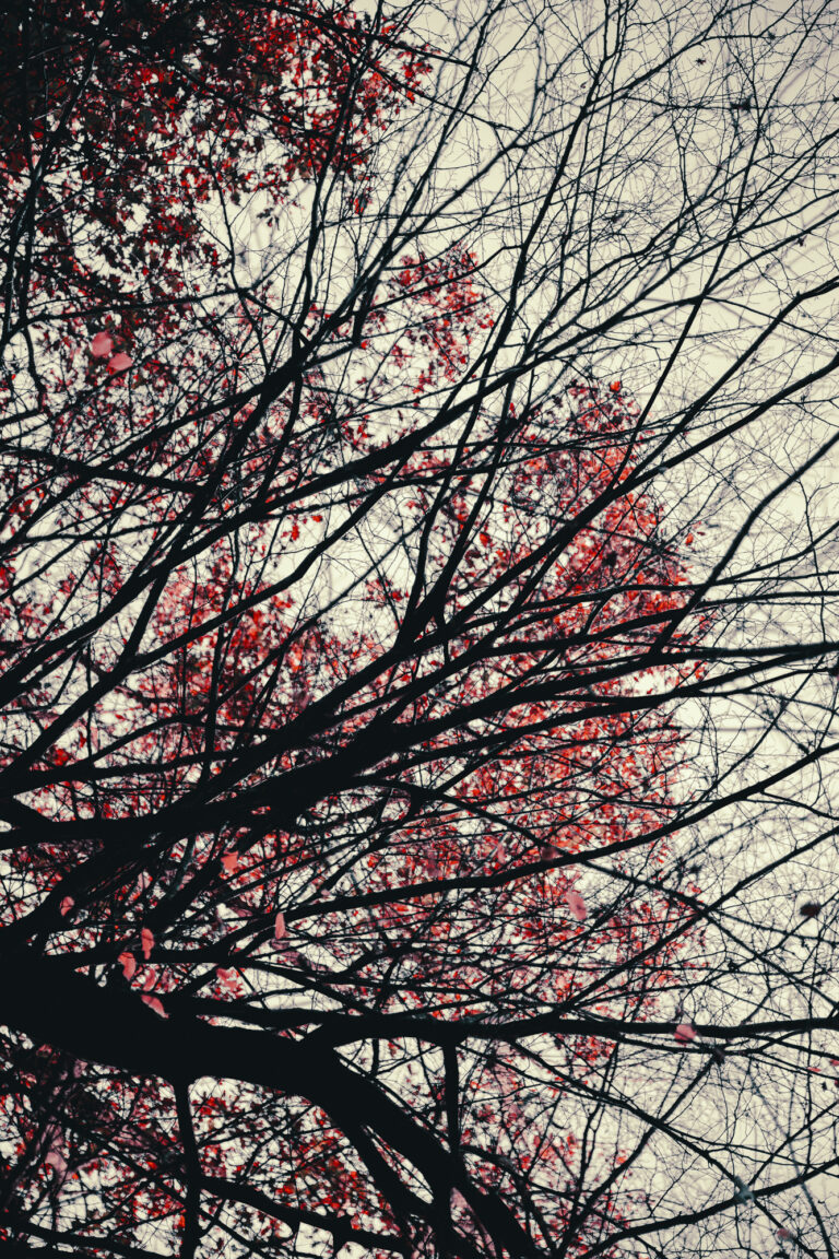 Kunstfotografie Edin Mustafic, Tree of Life 2022: Meditatives Naturmotiv, schwarze Äste als kalligrafisches Raster mit pulsierenden roten Farbpunkten.
